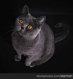 gray british cat with dark yellow eyes on black background