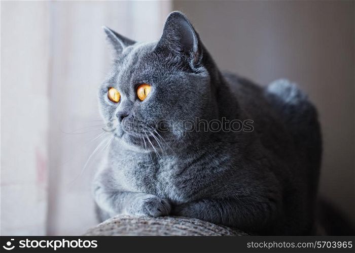 Gray British cat with yellow eyes lying near the window close up
