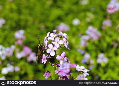 Gray butterfly flying over summer mountains meadow