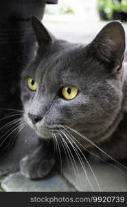 Gray cat chilling out on the floor, stock photo