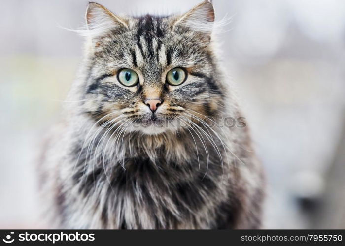 Gray cat . Gray cat looking at the camera