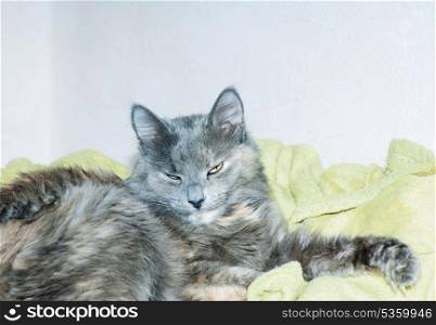 gray cat indoors