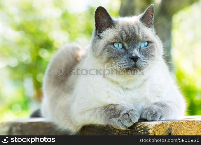 gray cat is resting on wooden table