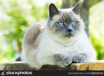 gray cat is resting on wooden table