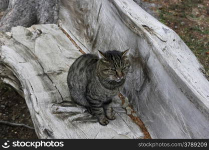 gray cat on the bench in the park