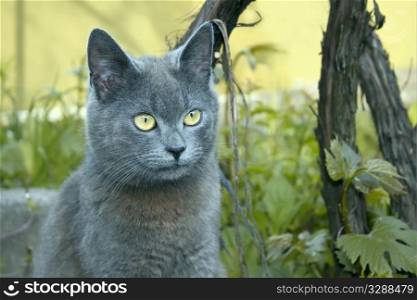 Gray cat outdoors near the bush vine