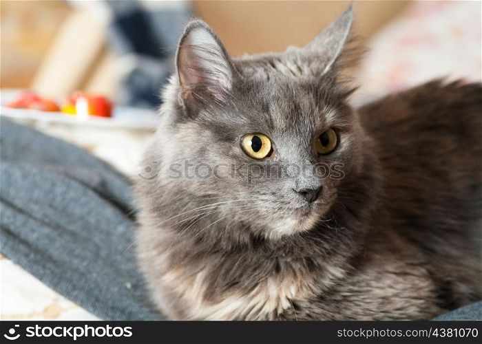 gray cat sitting indoors