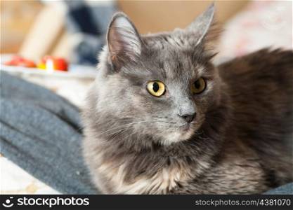 gray cat sitting indoors