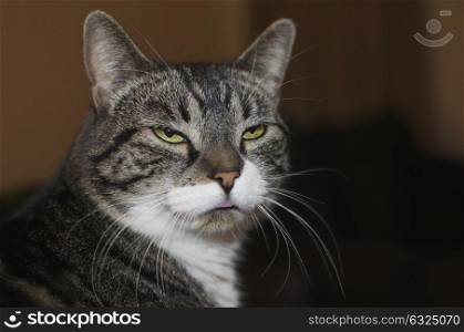 Gray Cat With White Tufts Glaring And Sticking Out Its Tongue