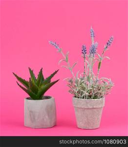 gray ceramic pot with a growing bush of lavender and aloe on a pink background