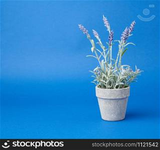 gray ceramic pot with a growing bush of lavender on a blue background, close up