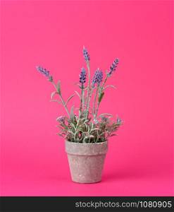 gray ceramic pot with a growing bush of lavender on a pink background, close up