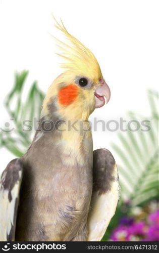 gray cockatiel in front of white background