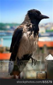 Gray crow, wet after rain, sitting on a glass guardrail in Istanbul