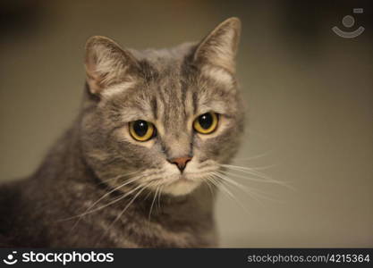 gray domestic cat