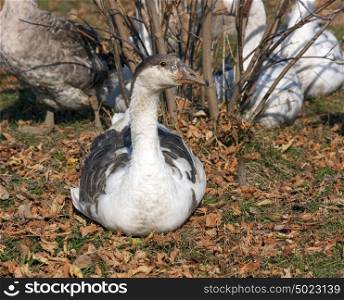 Gray domestic goose sitting in the autumn leaves. Gray domestic goose sitting in the autumn leaves.