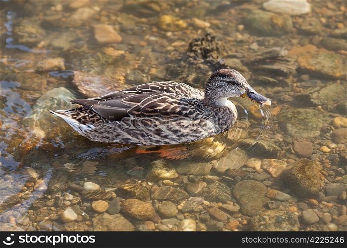 gray ducks in the water