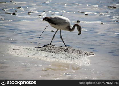 Gray flamingo and defecation on the salt lake near Uyuni in Bolivia