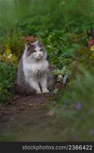 Gray fluffy cat sits in flowers. Cat on the footpath. Cat on garden path near flowers on a clear day