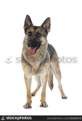 gray german shepherd in front of white background