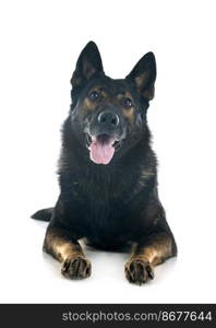 gray german shepherd in front of white background