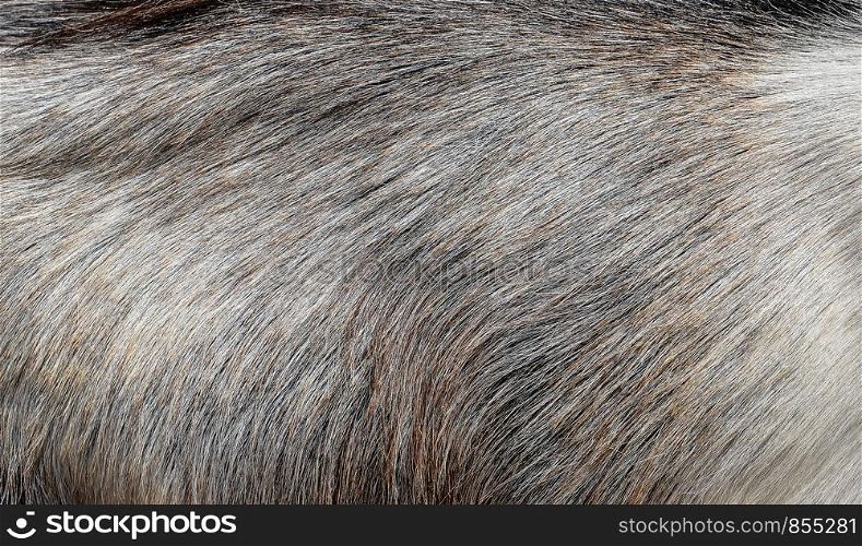 Gray goat fur background. Light gray fur texture close up. Gray goat fur background