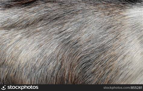 Gray goat fur background. Light gray fur texture close up. Gray goat fur background