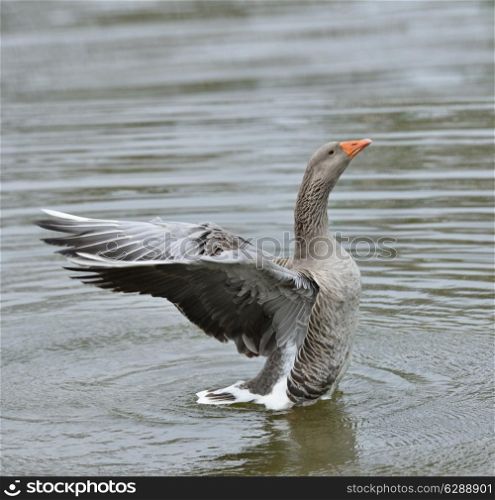 Gray Goose Flapping Wings In The Water