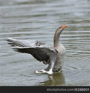 Gray Goose Flapping Wings In The Water