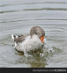 Gray Goose In The Water