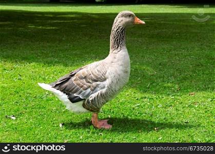 Gray goose on a green lawn