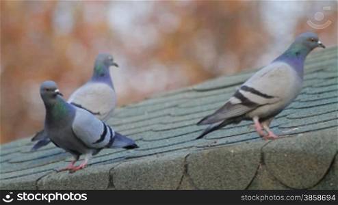 Gray-green pigeons walking on roof