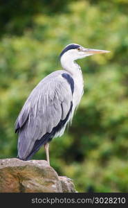 Gray Heron, Ardea cinerea. Gray Heron, Ardea cinerea, photo was taken in Germany