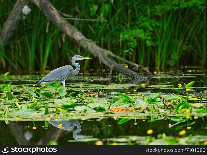 Gray heron (Ardea cinerea) wading in the shallow water of the lake, looking for fish.Poland in summer.Horizontal view.
