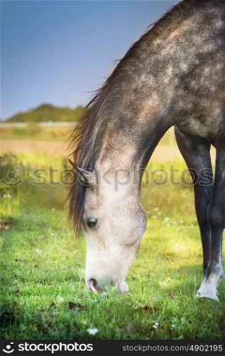 Gray horse grazed , close up