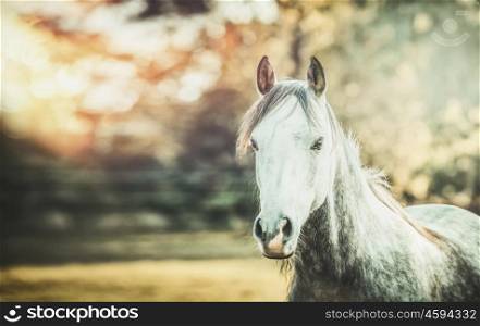 Gray horse looking at camera on autumn nature background with sunlight and fall foliage