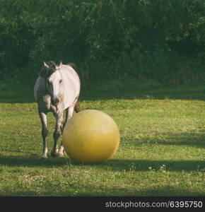 Gray horse play ball at green grass