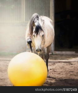 Gray horse play big yellow ball in paddock