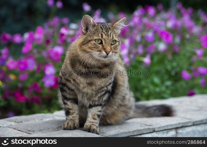 Gray kitten on the street