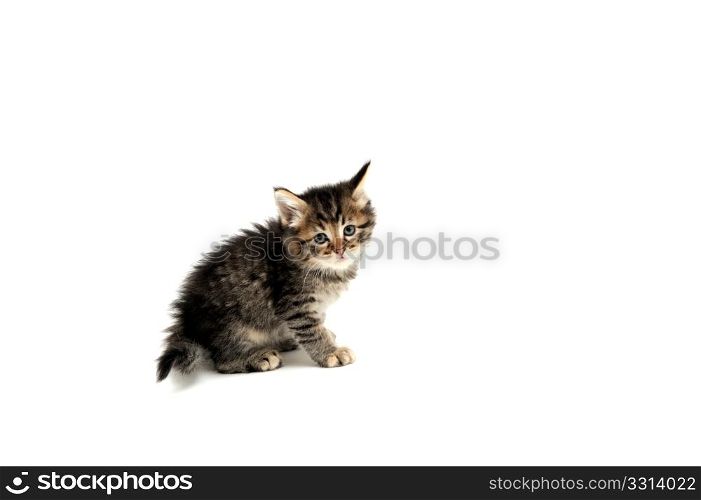 Gray Kitten On White Background. Young gray tiger stripe kitten against a light colored background