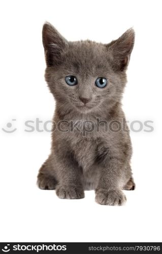 Gray Kitten with Blue Eyes Sitting on White Background