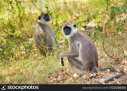 Gray Langur, Hanuman Langur, Semnopithecus entellus, Kaudulla National Park, Sri Lanka, Asia