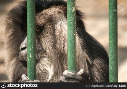 Gray langur monkey head behind zoo cage bars closeup
