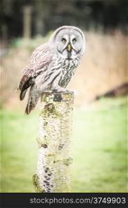 gray owl perched on a wooden post