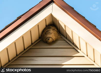 Gray paper wasp nest in corner of triangular roof against siding.