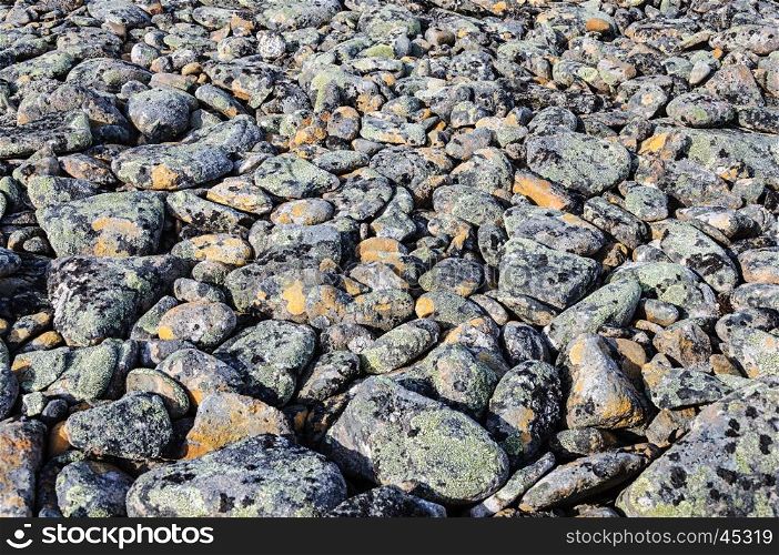 Gray pebbles covered with lichen in tundra