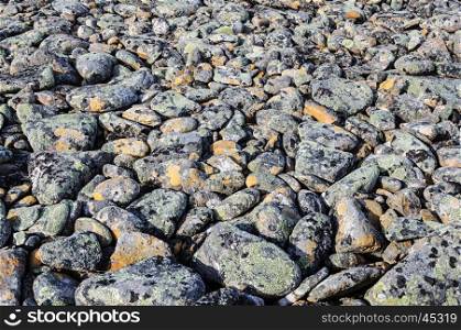Gray pebbles covered with lichen in tundra