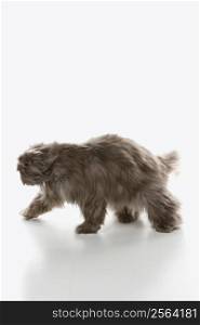 Gray Persian cat walking.