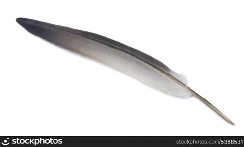 Gray pigeon feather isolated on white