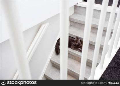 Gray purebred British cat sitting on the stairs in a modern home close-up. Gray purebred British cat sitting on the stairs in a modern home